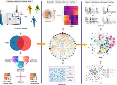 Identification of Four Biomarkers of Human Skin Aging by Comprehensive Single Cell Transcriptome, Transcriptome, and Proteomics